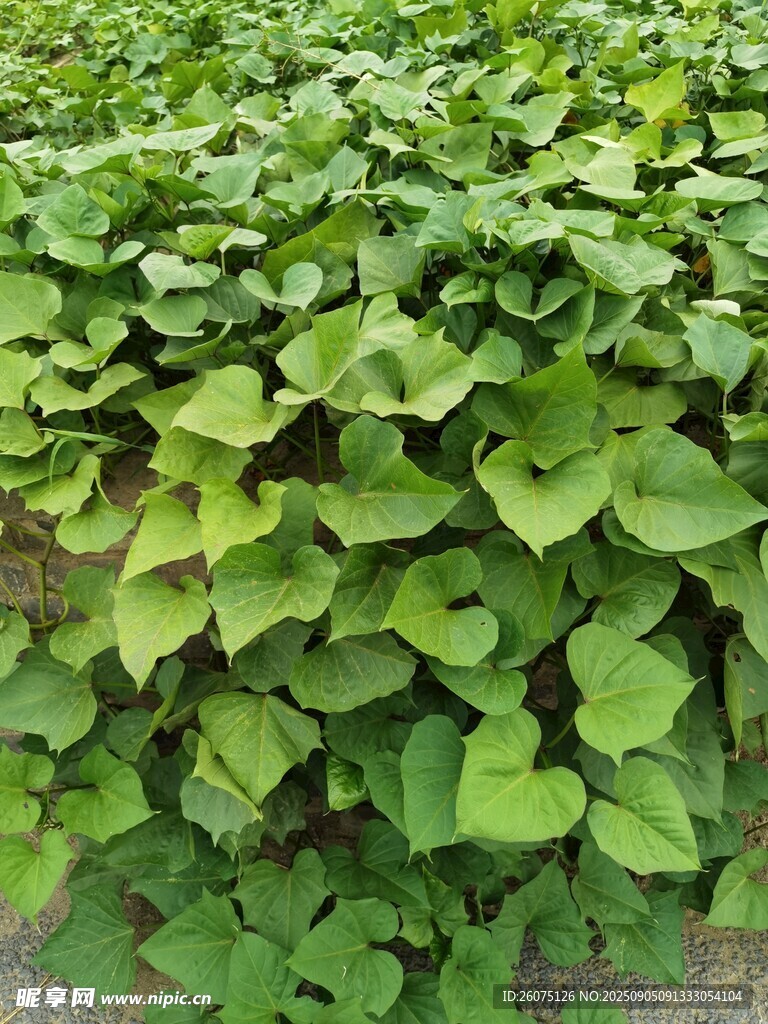 绿叶繁茂的红薯植株景观