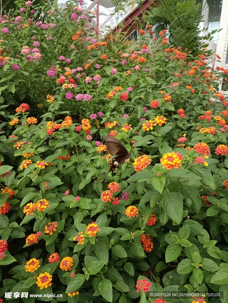 多彩花卉绽放庭院