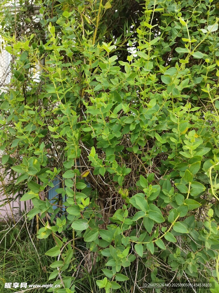 茂密绿植藤蔓景观