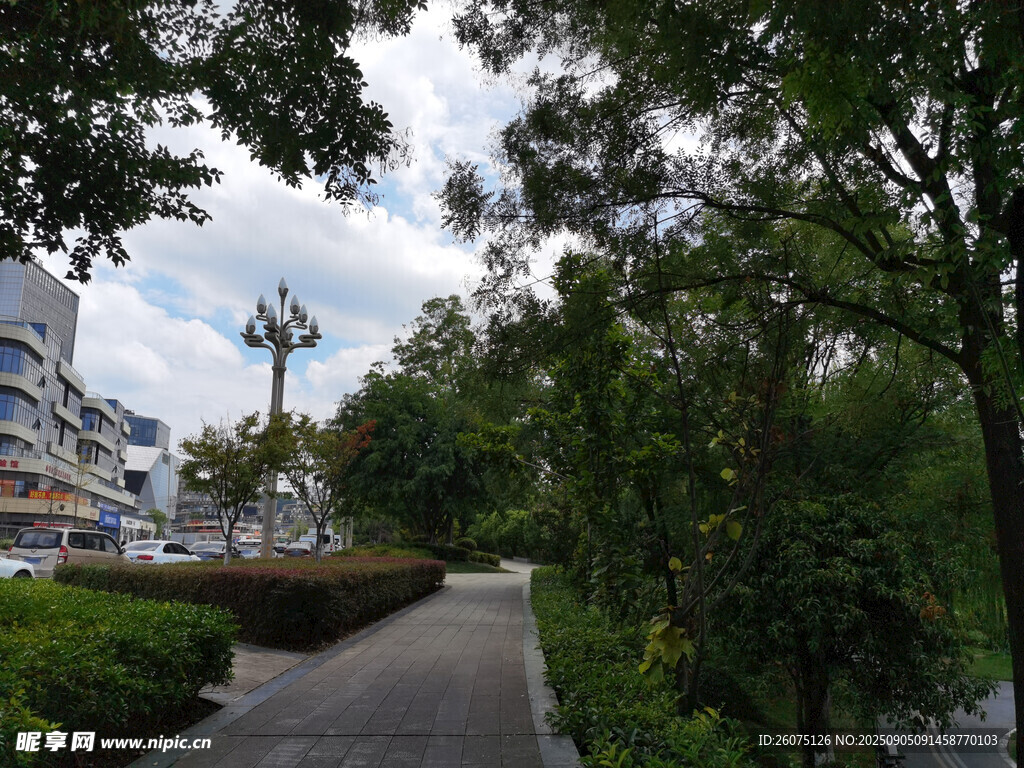 城市林荫步道景观
