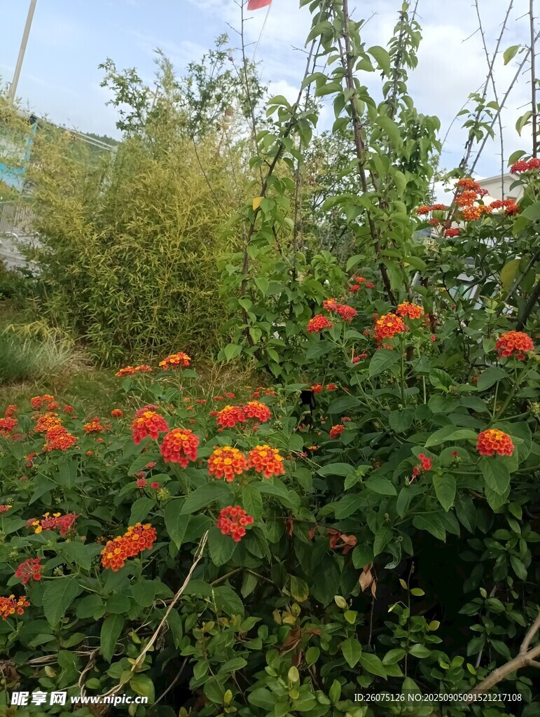 鲜艳花丛绽放生机