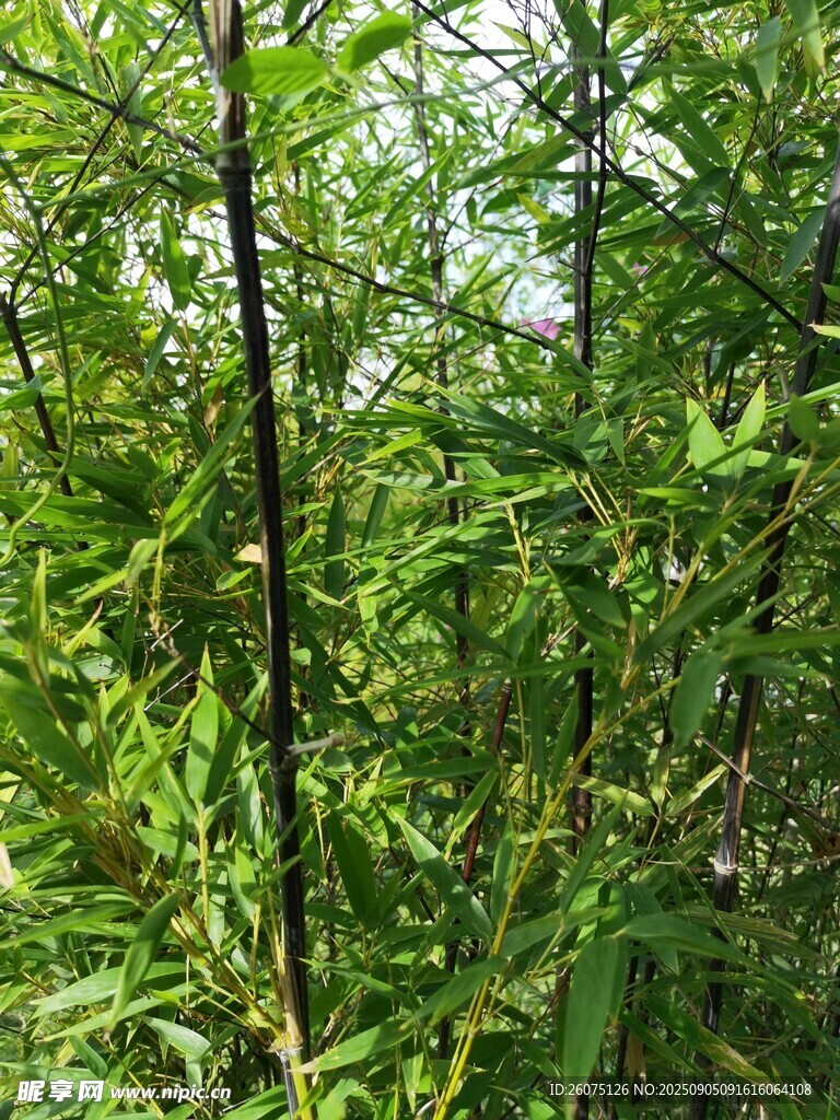 茂密绿植景观