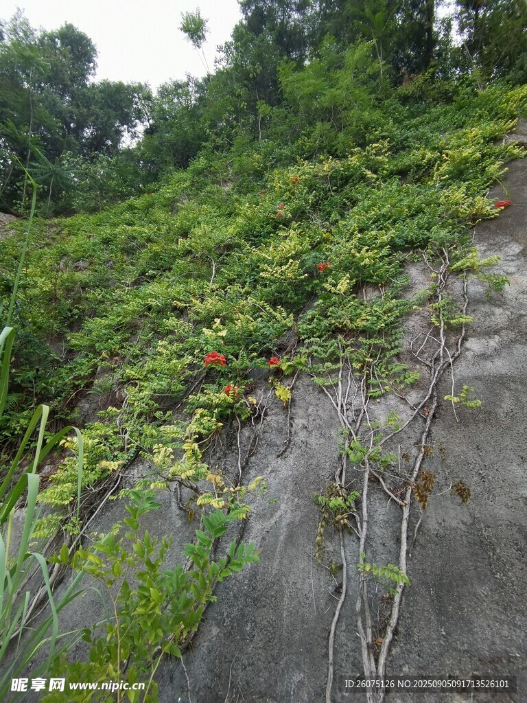 山坡岩壁绿植覆盖的自然景象