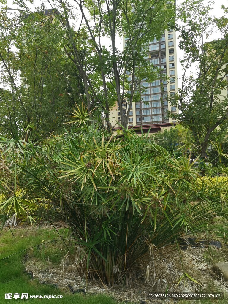 园林绿植景观