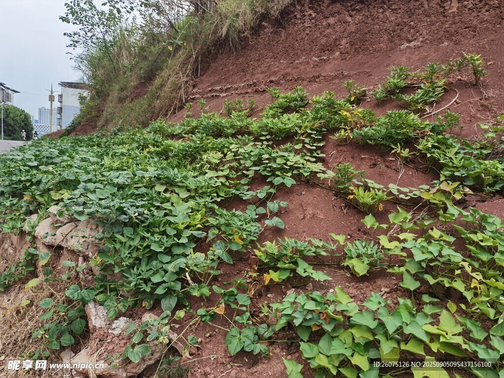 山坡上的繁茂红薯植株