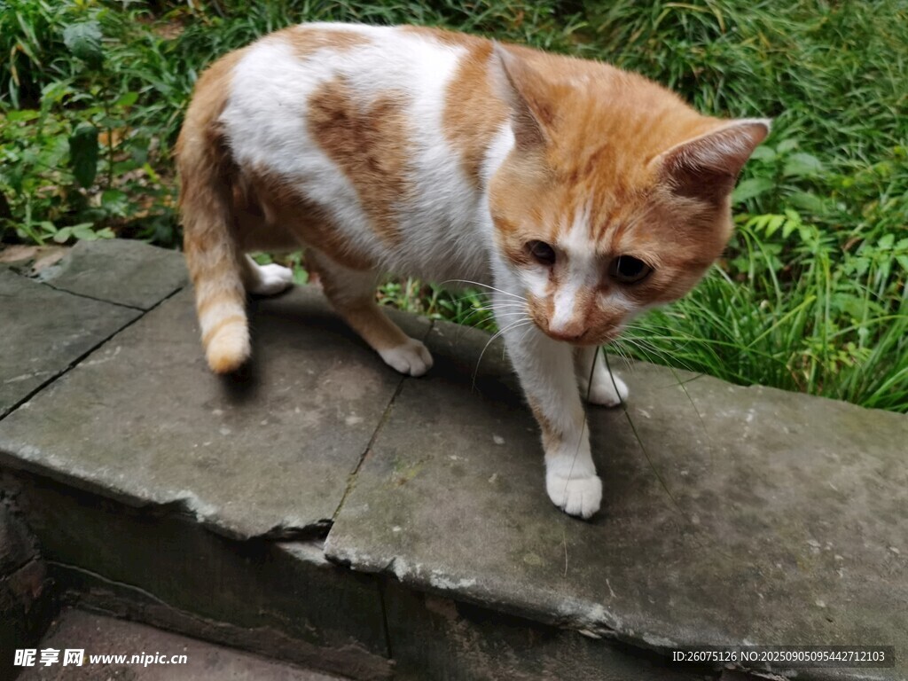户外台阶上的花色猫咪