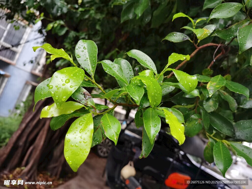 雨后翠绿生机的绿植景观