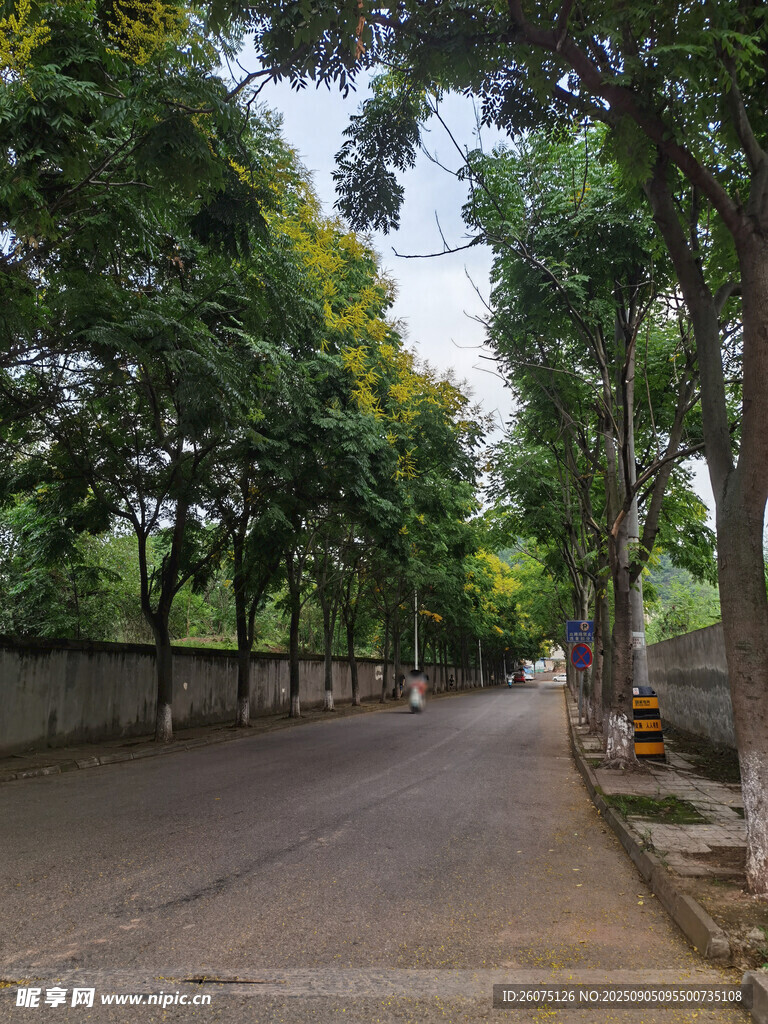 林荫小道静谧自然之景