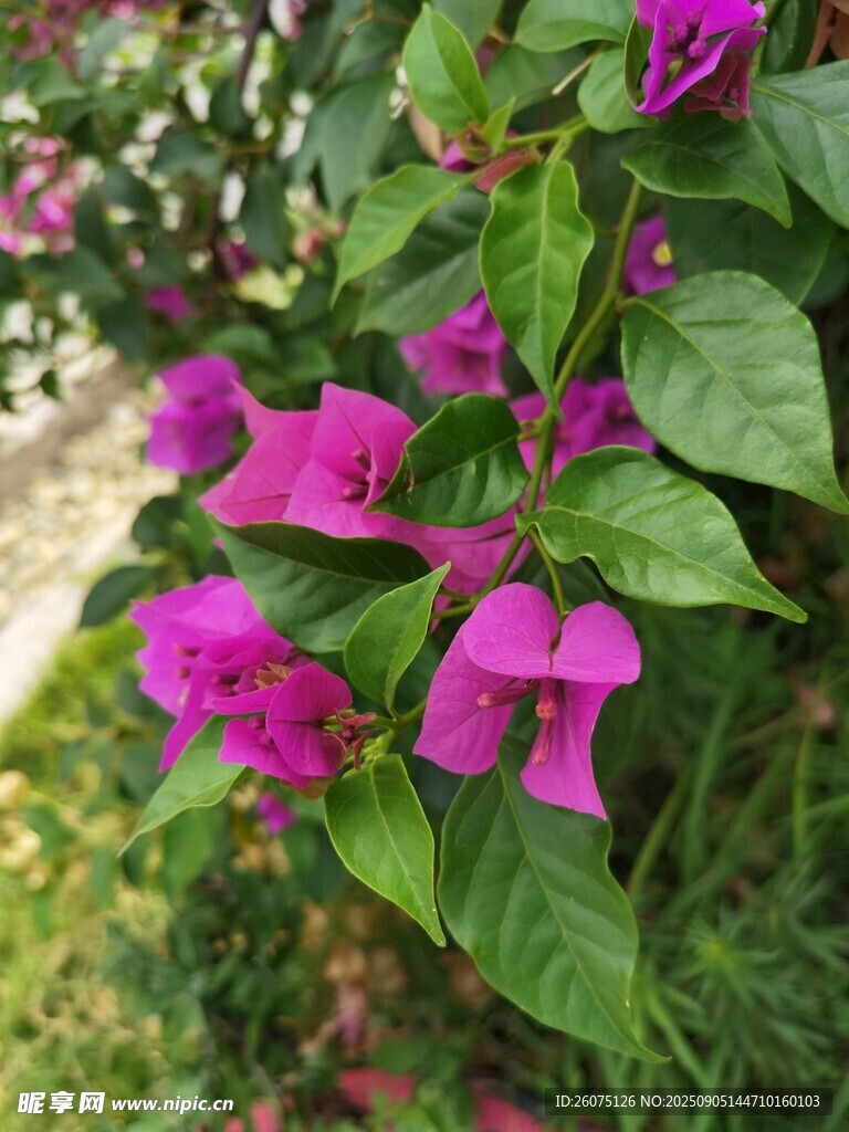 娇艳紫花绽放绿叶间