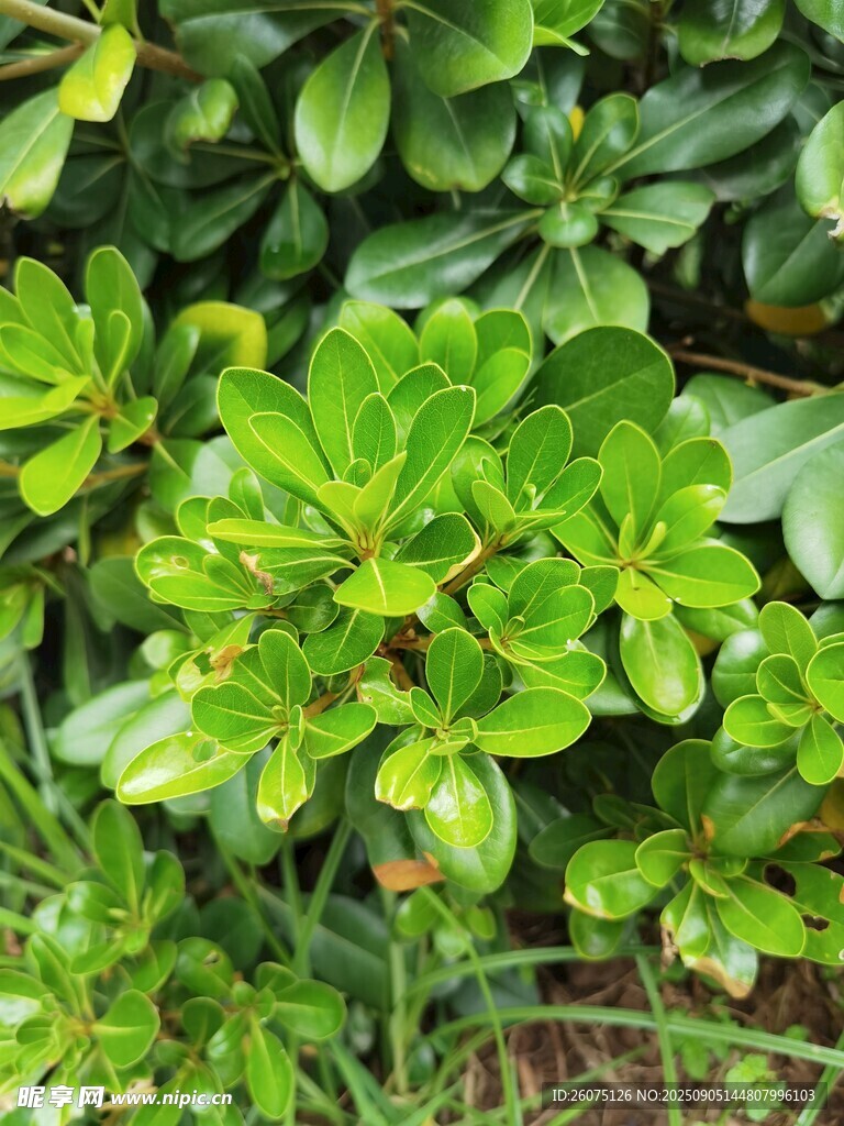 翠绿繁茂的绿植景观