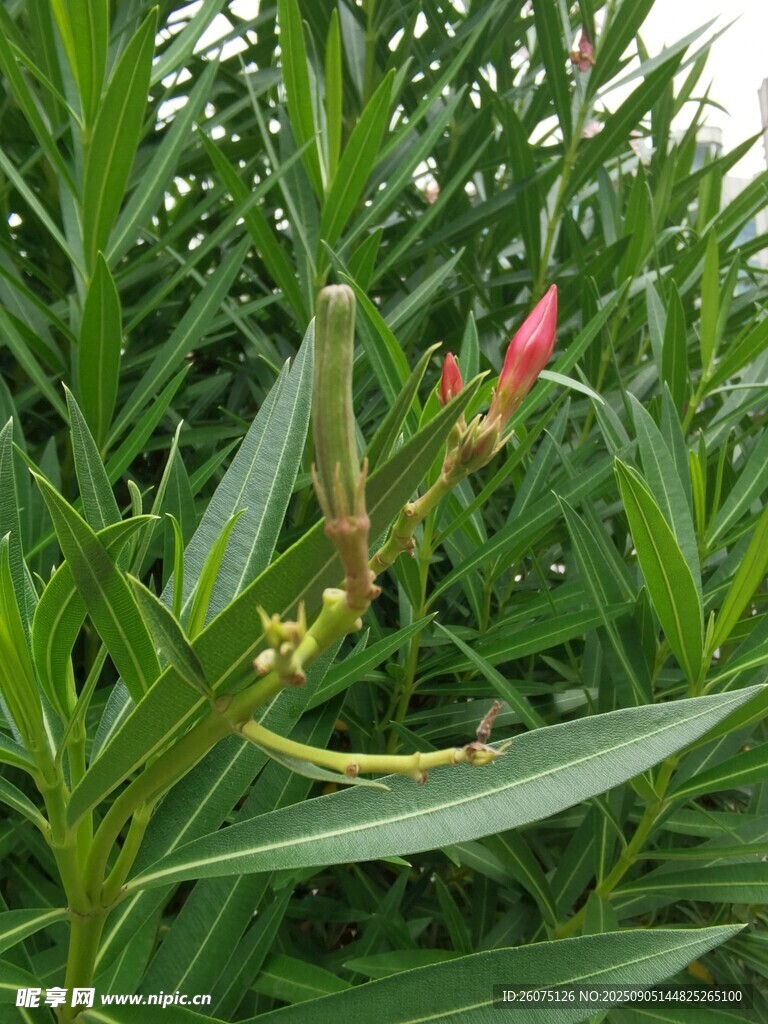 绿叶丛中的夹竹桃花苞