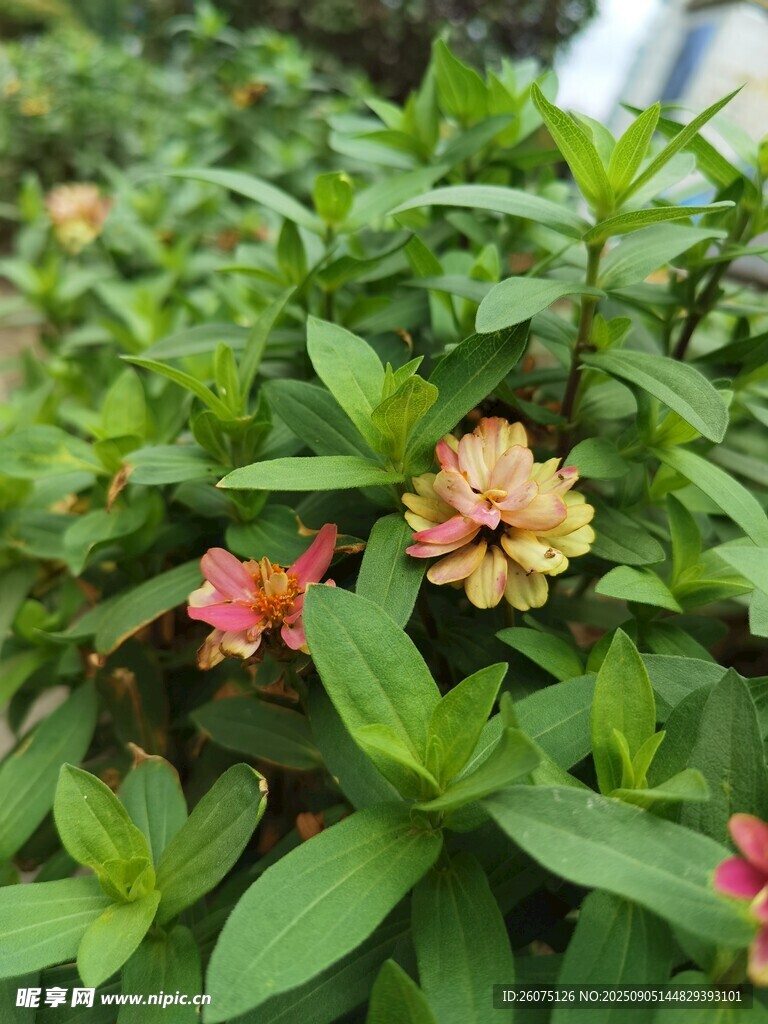 多彩小花绽放绿叶间