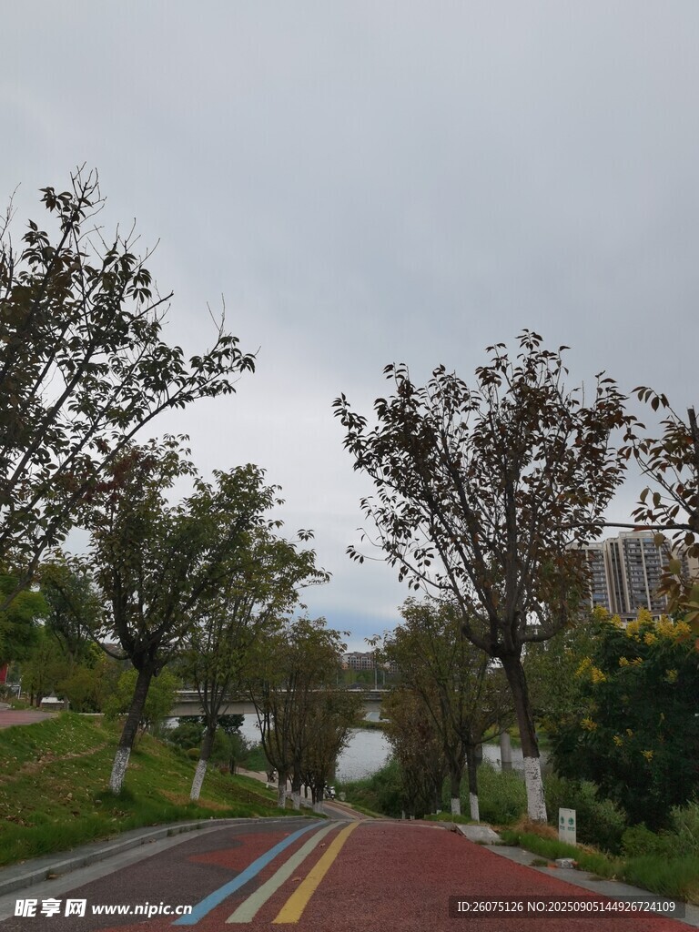 城市中的多彩林荫骑行道