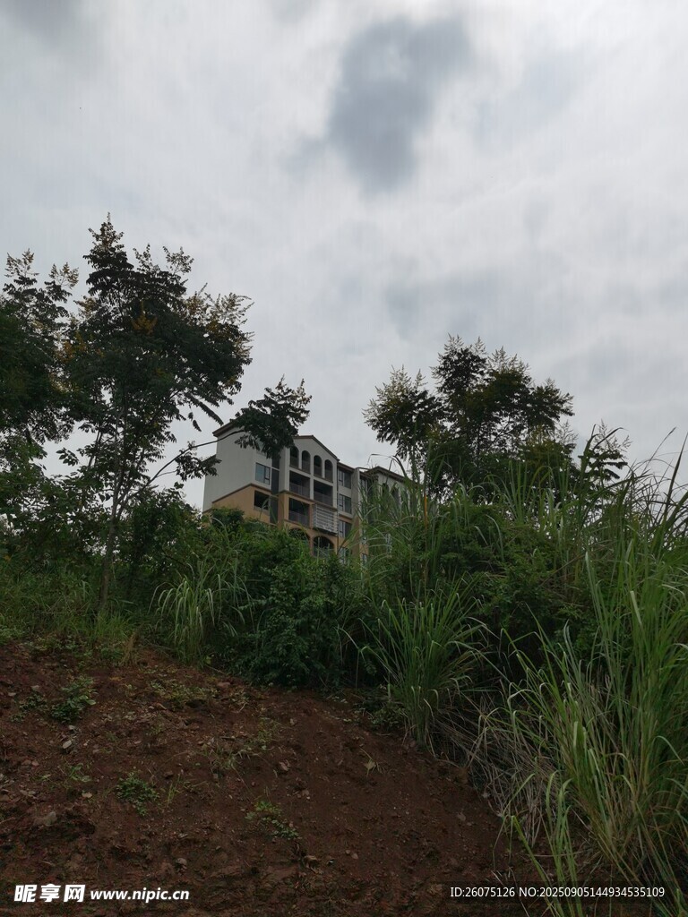 山坡上的绿植与远处建筑