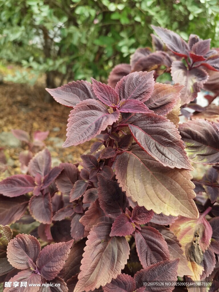 紫叶植物特写