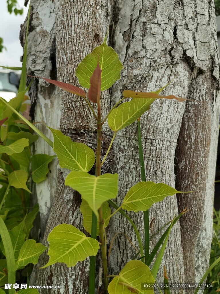 树干旁的嫩绿植物