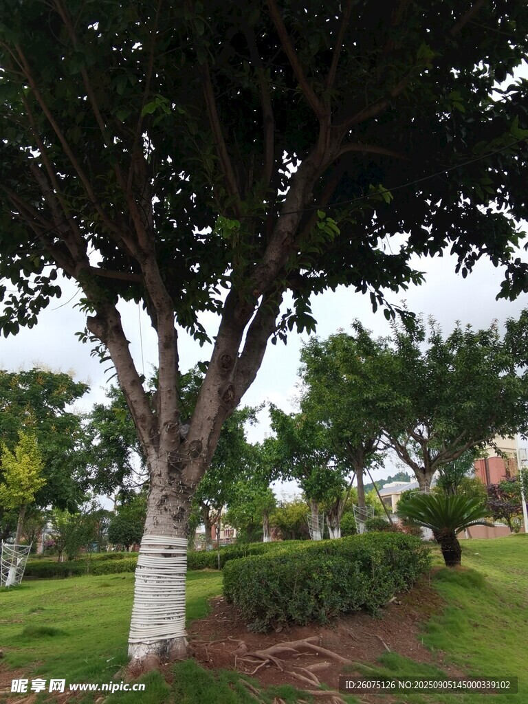 公园中茂盛的大树