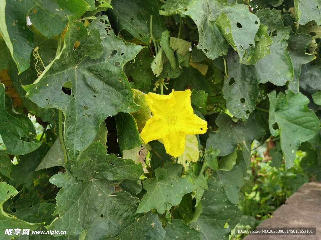 黄色南瓜花绽放绿叶间