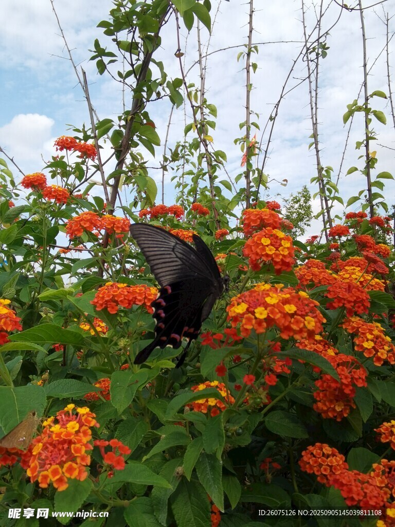 黑蝶栖于橙花绿植间