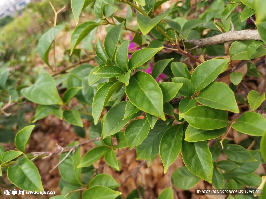 绿叶繁茂的植物景象