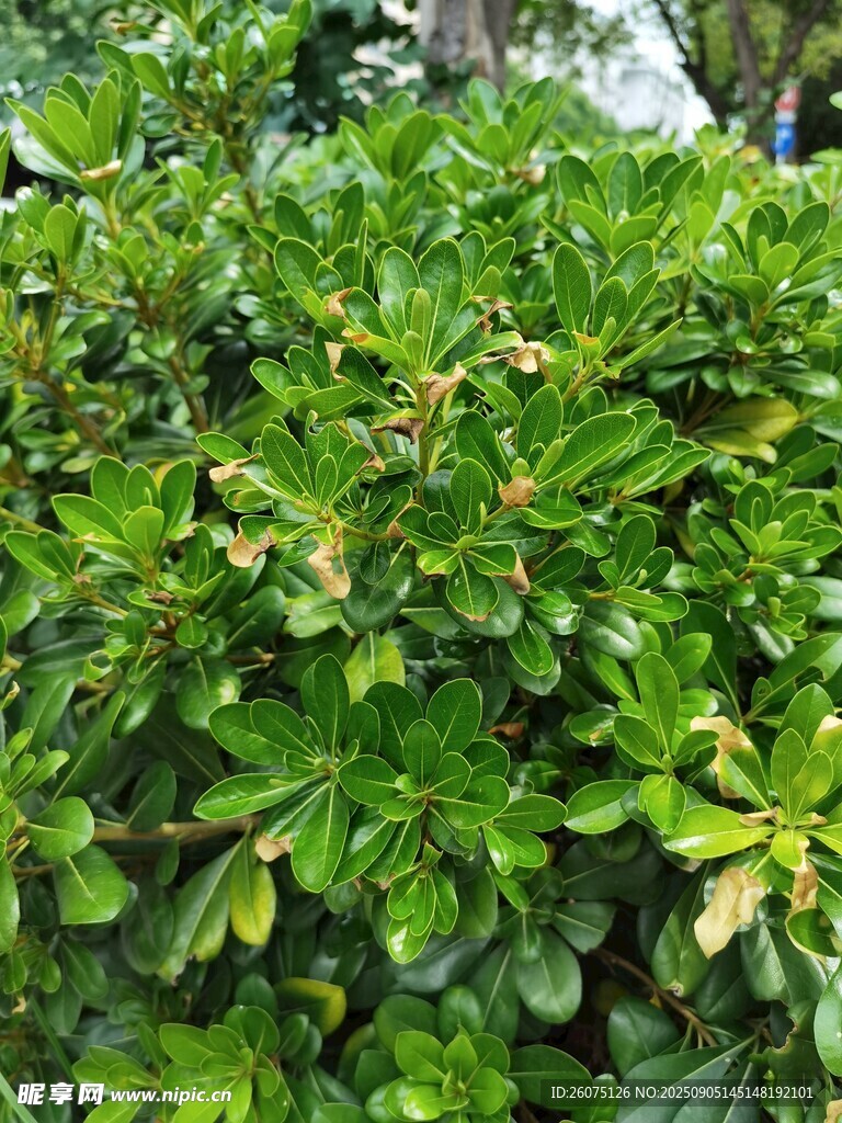 翠绿繁茂的灌木丛