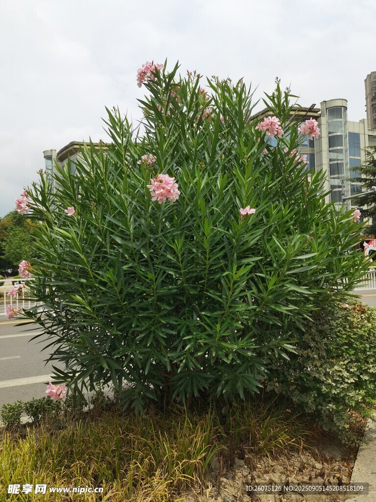 路边绽放的粉色夹竹桃