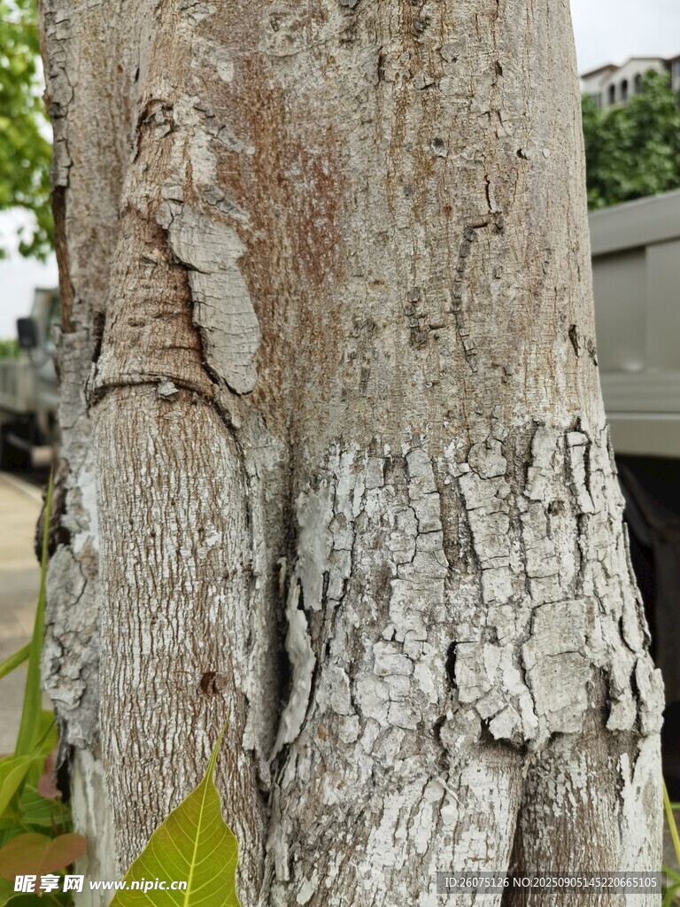 树皮纹理特写