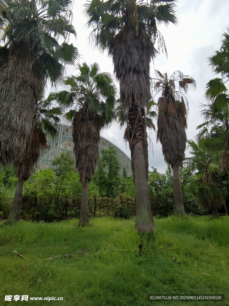 草地中的高大棕榈树
