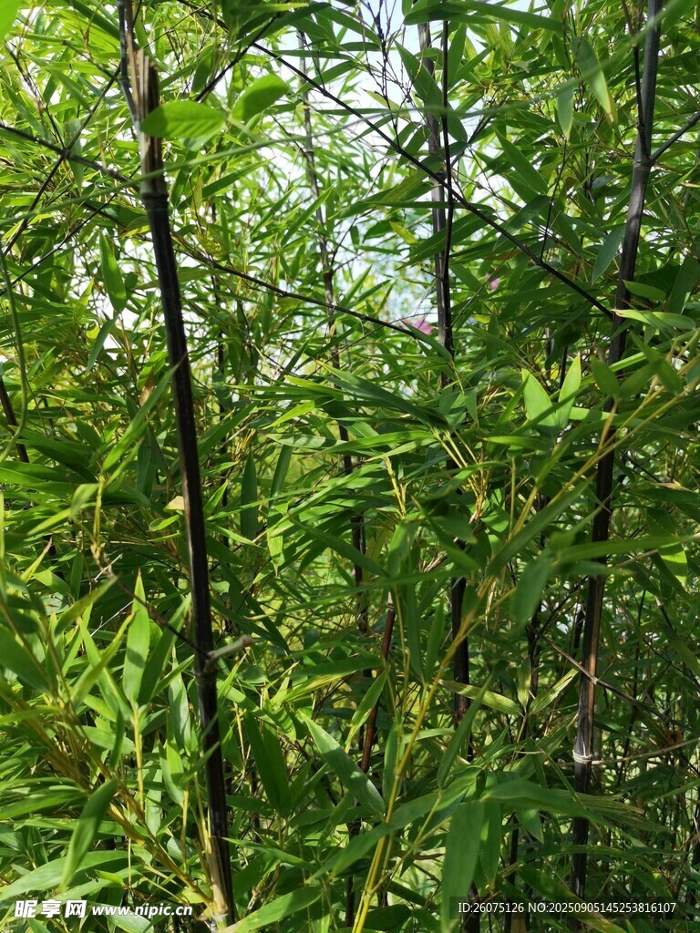 翠绿竹林景致