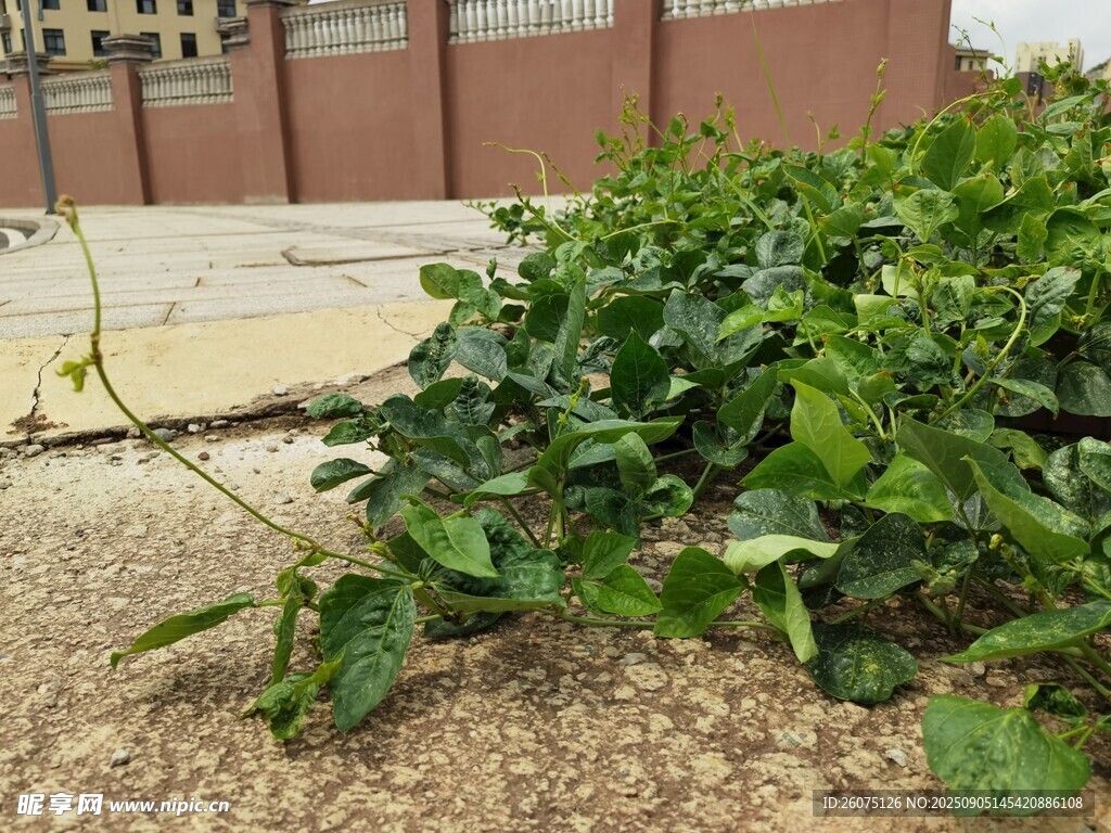 墙边生长的茂盛豆类藤蔓