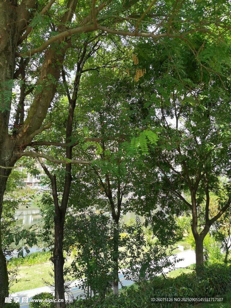 绿意盎然的树林景观