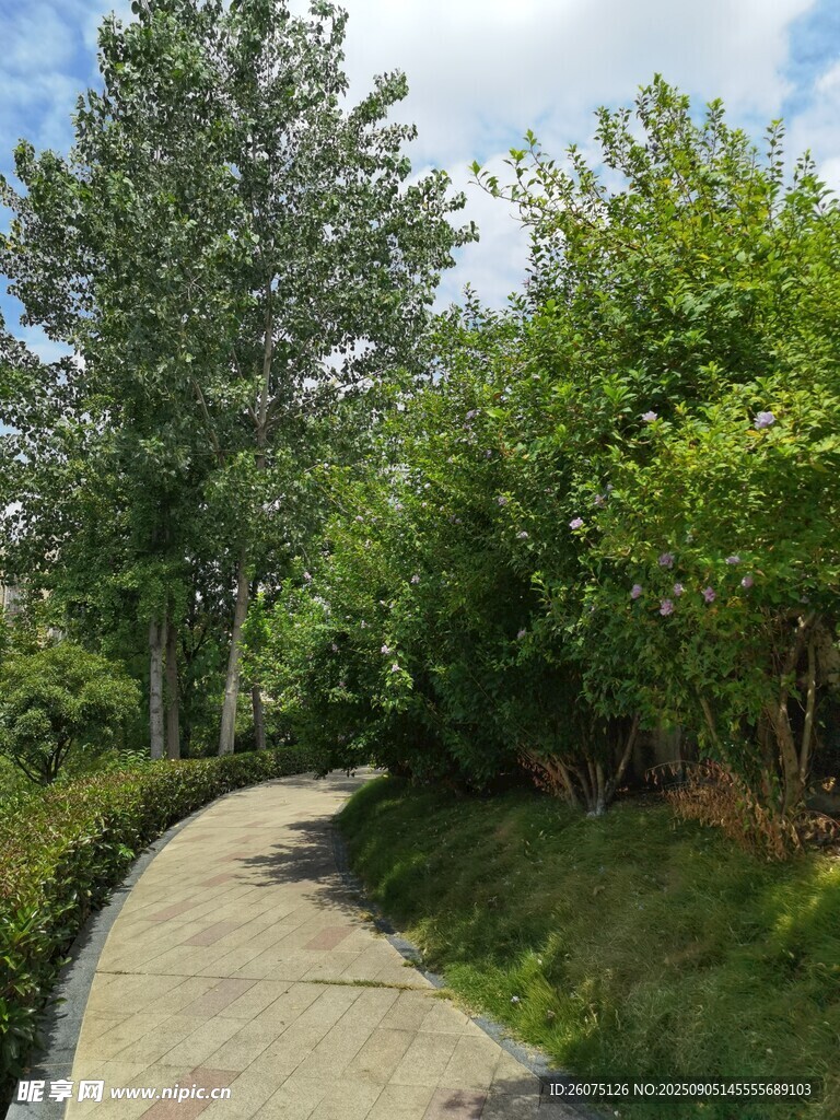 林间幽静小径