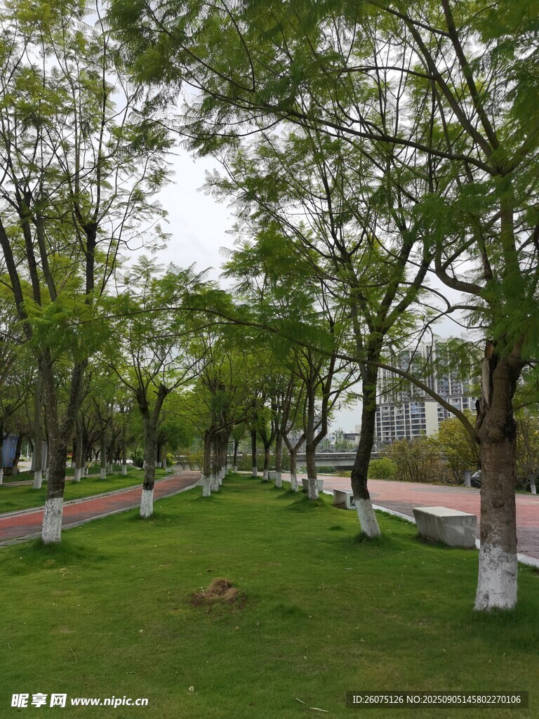 城市中静谧的绿树草地