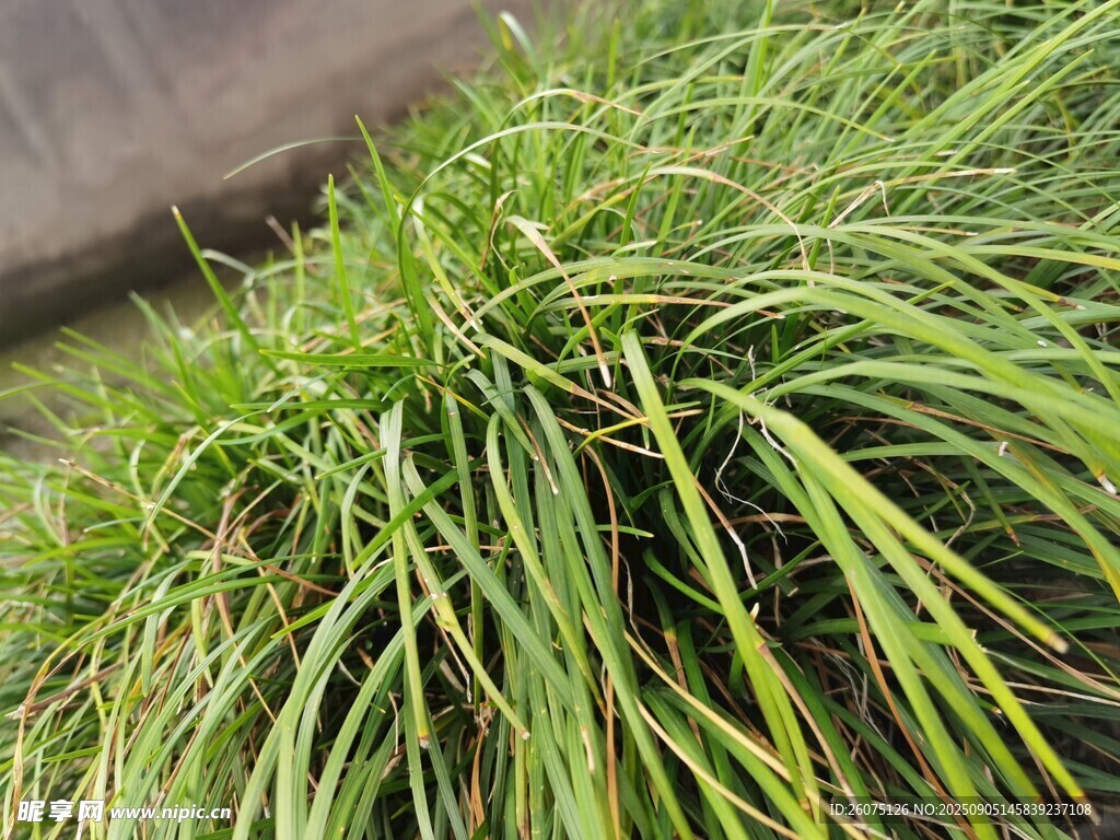 翠绿丛生的细长叶片草