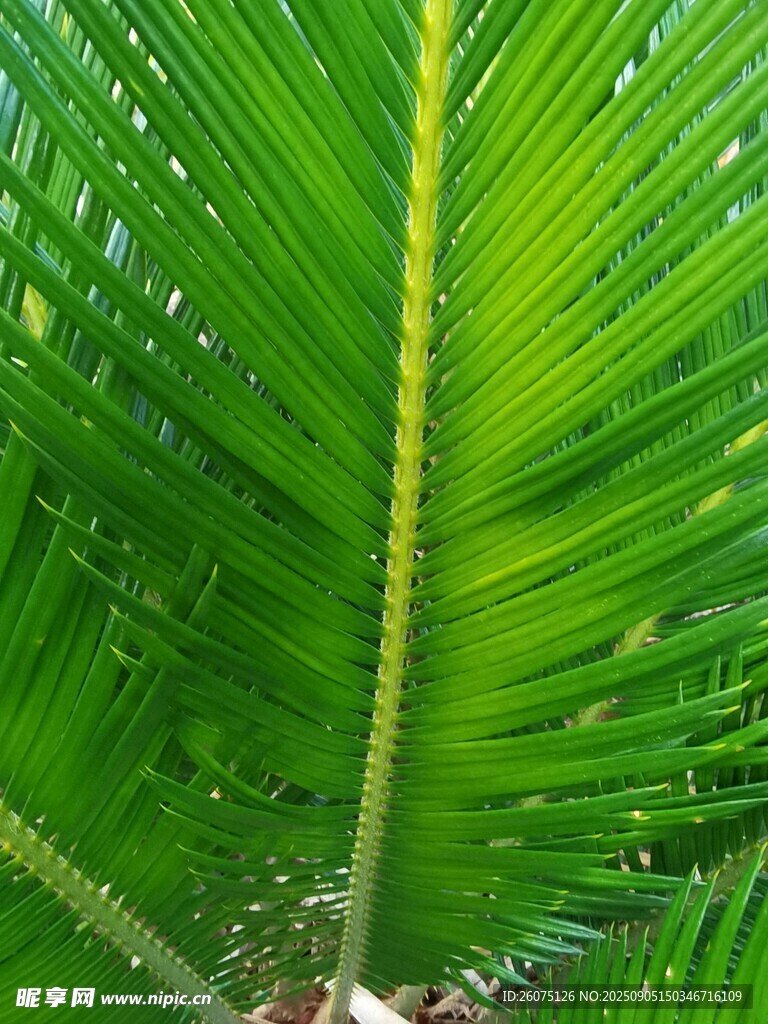 翠绿棕榈叶特写