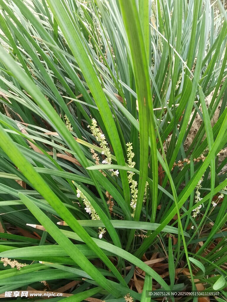 翠绿繁茂的丛生草本植物