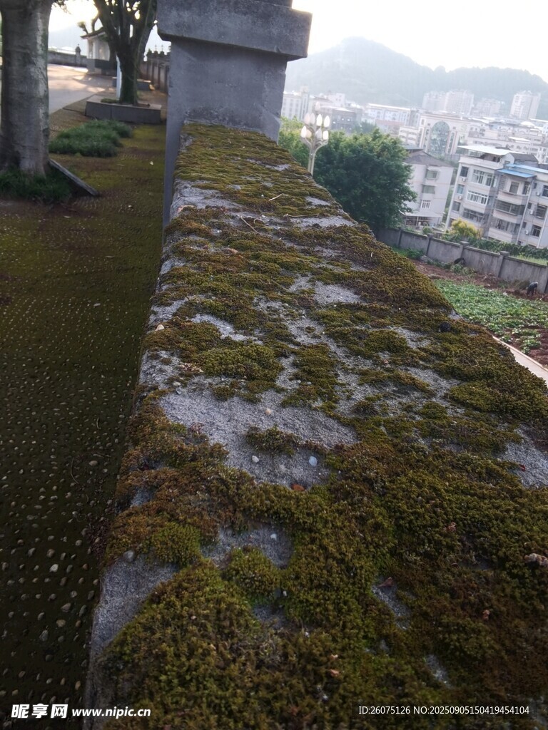 石质护栏上的翠绿苔藓景观
