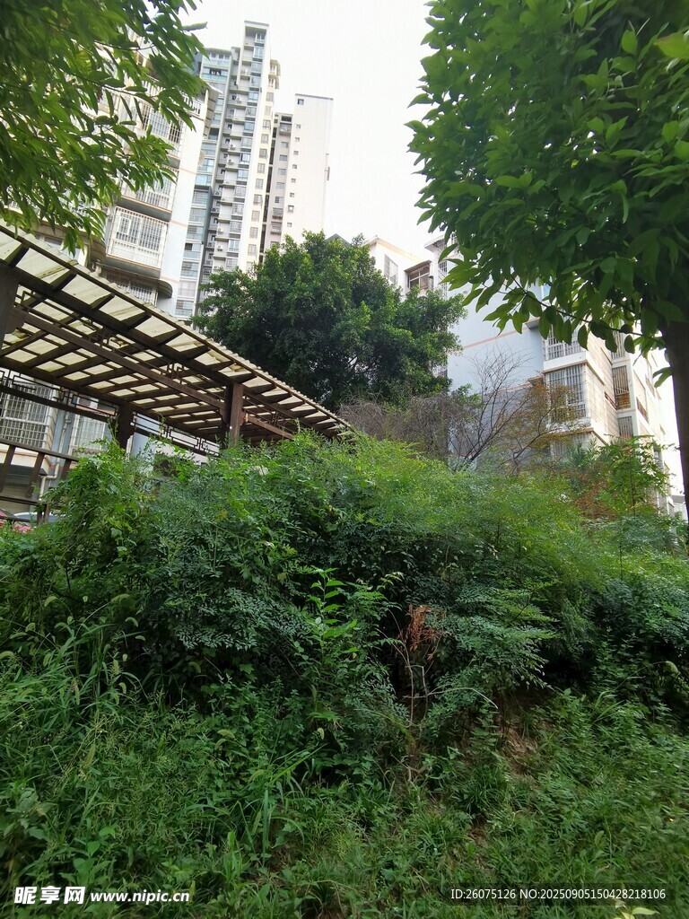 城市中繁茂的绿植景观