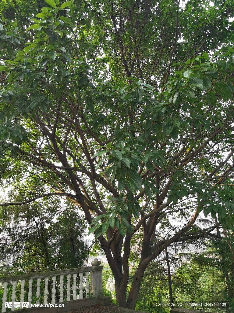 绿叶繁茂的树木