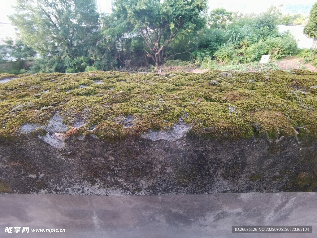 长满苔藓的斜坡