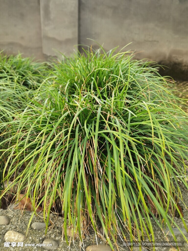 翠绿丛生的观赏草植物