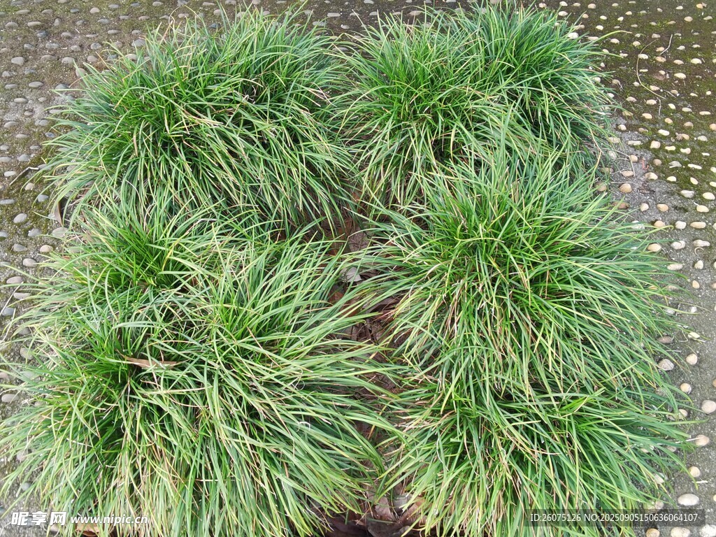 翠绿丛生草本植物景观