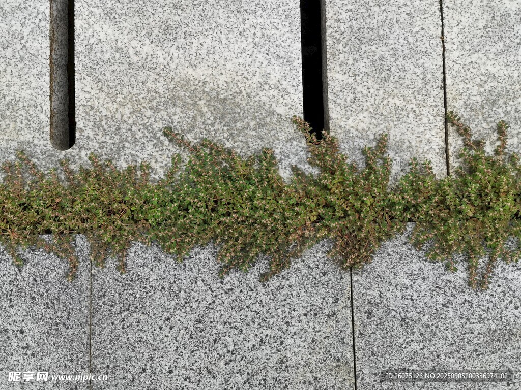 石缝中生长的顽强小草