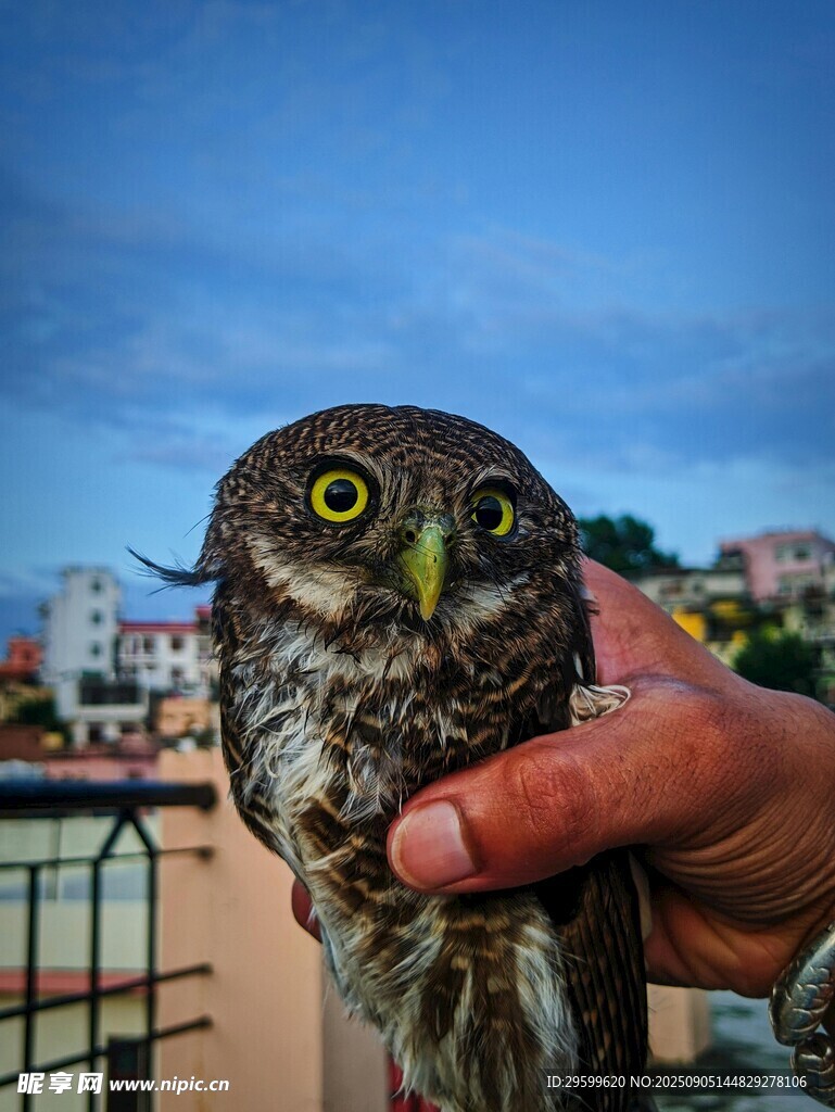 手托猫头鹰 