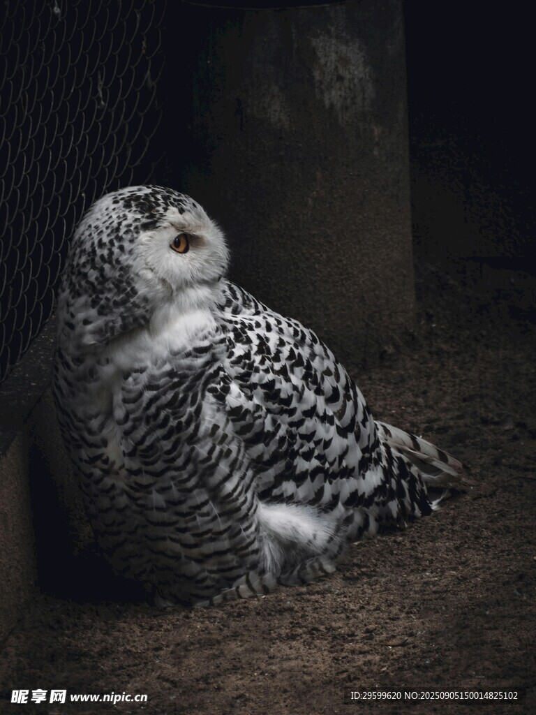 雪地中的黑白花纹猫头鹰