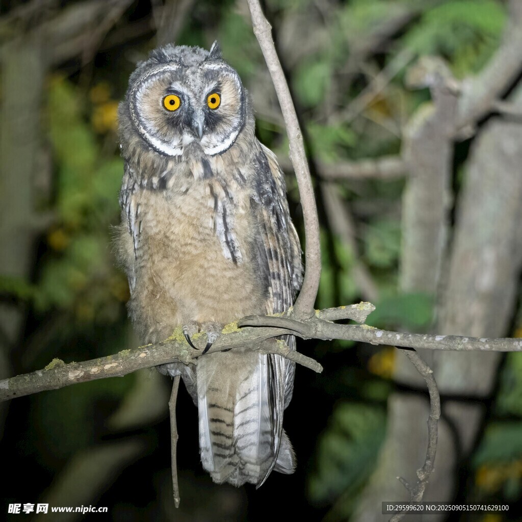 树枝上的猫头鹰