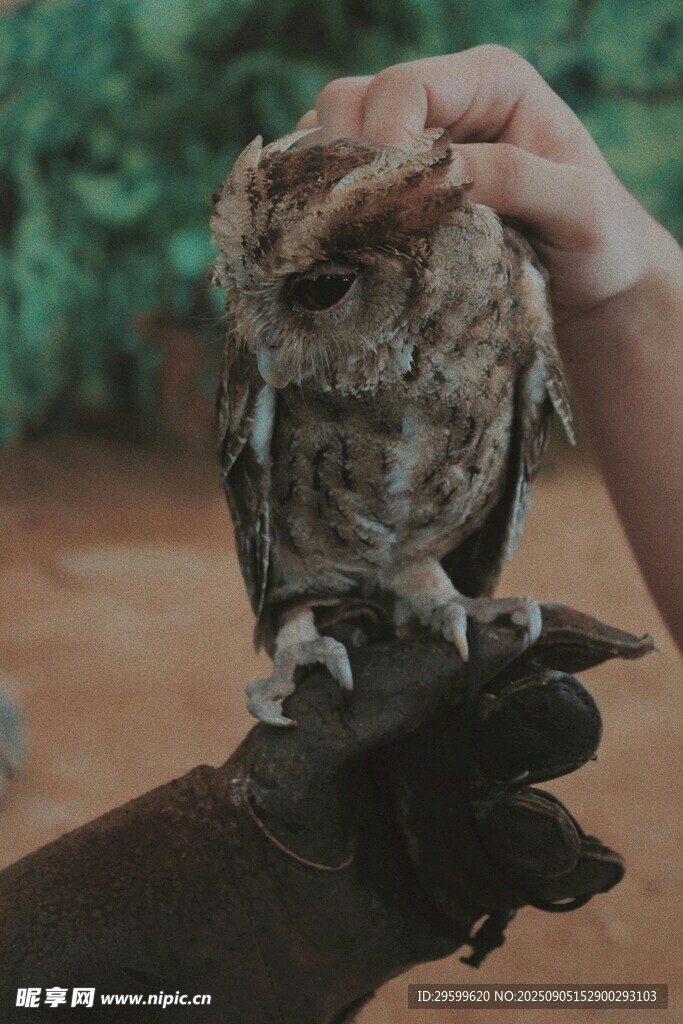 手托猫头鹰