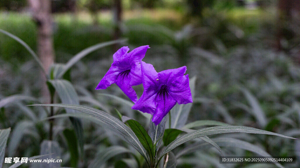 紫色绽放花卉特写