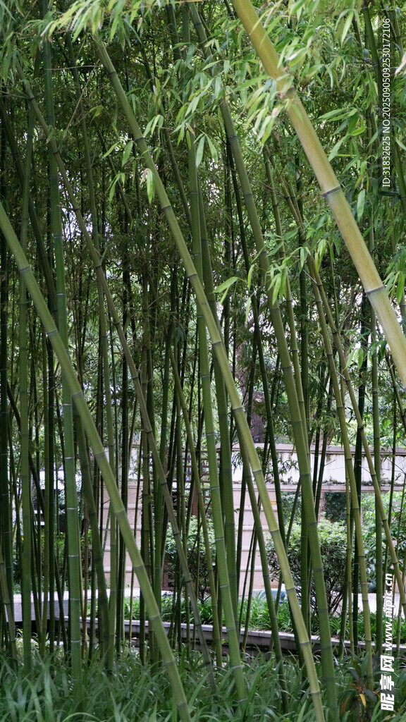 翠绿竹林景观