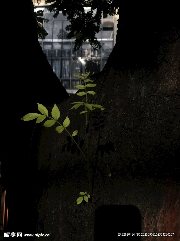 破旧墙缝中生长的嫩绿枝叶